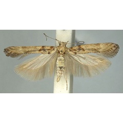 /filer/webapps/moths/media/images/M/meridioafricana_Scrobipalpa_AM_TMSA.jpg