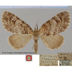 /filer/webapps/moths/media/images/D/dohertyi_Eupithecia_HT_BMNH.jpg