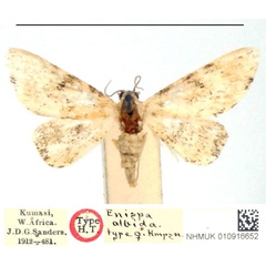 /filer/webapps/moths/media/images/A/albida_Enispa_HT_BMNH_I5CUzgO.jpg