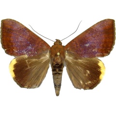 /filer/webapps/moths/media/images/E/ezea_Achaea_AF_MCJM.jpg