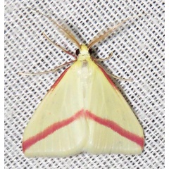/filer/webapps/moths/media/images/S/sacraria_Rhodometra_A_Braun_12.jpg