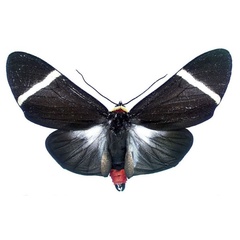 /filer/webapps/moths/media/images/H/holoclera_Karschiola_AM_MGCL.jpg