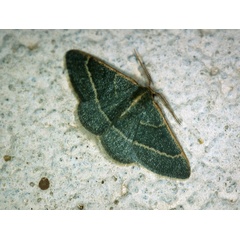 /filer/webapps/moths/media/images/R/ruficornis_Microloxia_A_Roland_01_WoxMBGY.jpg