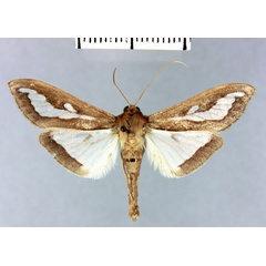 /filer/webapps/moths/media/images/A/andringitralis_Diaphania_HT_MNHN.jpg