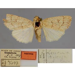 /filer/webapps/moths/media/images/R/respersa_Leucania_PT_RMCA_01.jpg