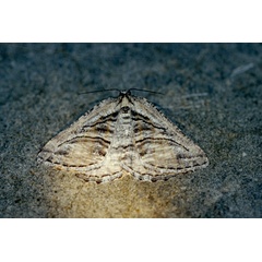 /filer/webapps/moths/media/images/S/serrimargo_Hypotephrina_A_Roland_01.jpg