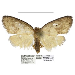 /filer/webapps/moths/media/images/N/nouabaleana_Spatulosia_PTM_ANHRT.jpg