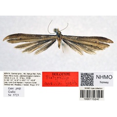 /filer/webapps/moths/media/images/A/aarviki_Platyptilia_HT_NHMO.jpg