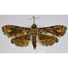 /filer/webapps/moths/media/images/K/kingstoni_Pseudambia_HT_Agassiz.jpg