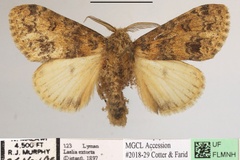 Laelia extorta