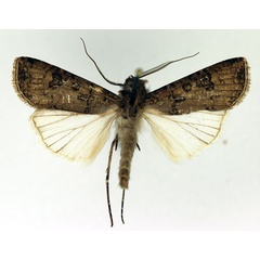 /filer/webapps/moths/media/images/S/segetum_Agrotis_AM_Aulombard.jpg