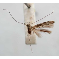 /filer/webapps/moths/media/images/C/carbunculata_Conopobathra_HT_TMSA347.jpg
