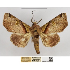 /filer/webapps/moths/media/images/M/menalcas_Eutelia_AM_NHMUK.jpg