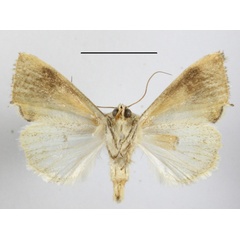 /filer/webapps/moths/media/images/V/versicolorata_Acontia_A_MGCLb_01.JPG
