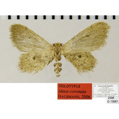 /filer/webapps/moths/media/images/C/coronata_Idaea_HT_ZSMa.jpg