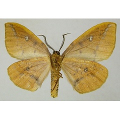 /filer/webapps/moths/media/images/O/ocellata_Omizodes_AM_ZSMb.jpg