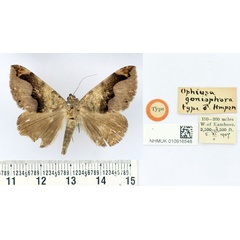 /filer/webapps/moths/media/images/G/goniophora_Ophiusa_HT_BMNH.jpg