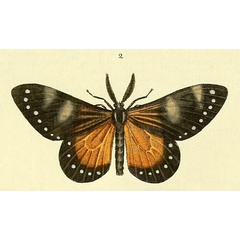 /filer/webapps/moths/media/images/N/nerina_Otroeda_Drury3_5_2.jpg