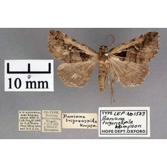 /filer/webapps/moths/media/images/T/trigonospila_Baniana_PT_OUMNH_01.jpg