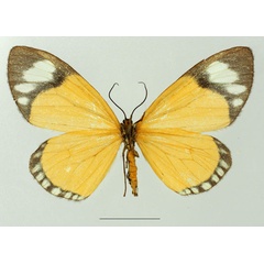 /filer/webapps/moths/media/images/V/variabilis_Cartaletis_AF_Basquinb.jpg