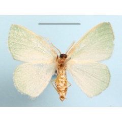 /filer/webapps/moths/media/images/P/perviridis_Heterorachis_A_MGCLb_01.JPG