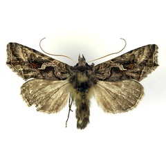 /filer/webapps/moths/media/images/C/camptogamma_Ctenoplusia_AM_RMCA.jpg