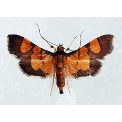 /filer/webapps/moths/media/images/F/floridalis_Aethaloessa_AM_Agassiz.jpg