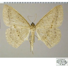 /filer/webapps/moths/media/images/C/conscitaria_Conolophia_AM_ZSMa.jpg