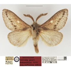 /filer/webapps/moths/media/images/G/geyri_Chilena_LT_NHMUK.jpg