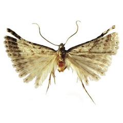 /filer/webapps/moths/media/images/S/sterkfonteini_Microschismus_HT_BMNH.jpg