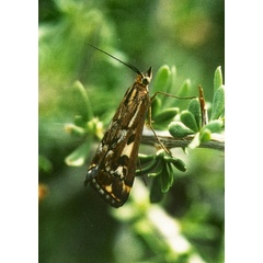 /filer/webapps/moths/media/images/F/frustalis_Loxostege_A_Roland_01.jpg
