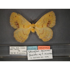 /filer/webapps/moths/media/images/B/brunneofasciata_Stenoglene_HT_RMCA_01.jpg