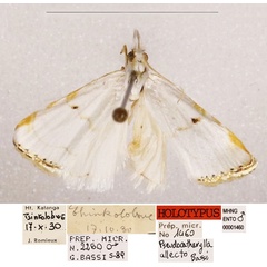 /filer/webapps/moths/media/images/A/allecto_Pseudocatharylla_HT_MHNG_wsfPc71.jpg