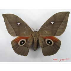 /filer/webapps/moths/media/images/G/goodii_Lobobunaea_AF_Albert.jpg