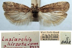 Asapharcha hirsuta