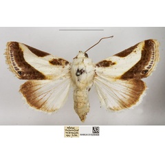 /filer/webapps/moths/media/images/N/nitidula_Acontia_AF_NHMUK.jpg