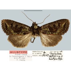 /filer/webapps/moths/media/images/G/galleyi_Tracheplexia_AT_MNHN.jpg