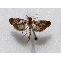 /filer/webapps/moths/media/images/F/fovealis_Duponchelia_A_Goff_01.jpg