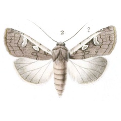 /filer/webapps/moths/media/images/V/villiersii_Agrotis_STF_Guenee_2.jpg