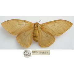 /filer/webapps/moths/media/images/S/semicaeca_Perisomena_HT_NHMUKa.jpg