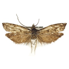 /filer/webapps/moths/media/images/K/kilimanjaro_Xenosocia_HT_Bassi.jpg