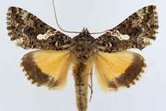 Thysanoplusia exquisita