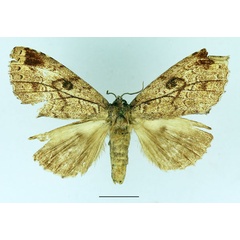 /filer/webapps/moths/media/images/B/brunneomixta_Alenophalera_AM_Basquin_03.jpg