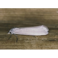 /filer/webapps/moths/media/images/G/gilviberbis_Scirpophaga_A_Roland_01_YChvfaY.jpg