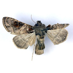 /filer/webapps/moths/media/images/E/euchroides_Ctenoplusia_AM_RMCA.jpg