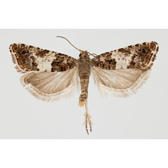 /filer/webapps/moths/media/images/M/marmara_Eucosma_AM_ZMHB.jpg