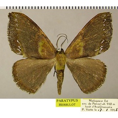 /filer/webapps/moths/media/images/F/fasciata_Hypocoela_PTM_ZSM.jpg