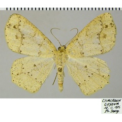 /filer/webapps/moths/media/images/T/termininota_Epigynopteryx_AM_ZSM.jpg