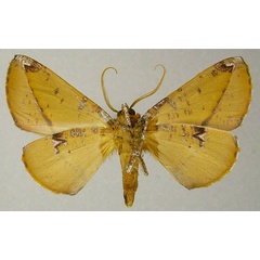 /filer/webapps/moths/media/images/S/sandrangatensis_Drepanogynis_AM_ZSMb.jpg