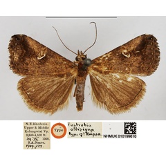 /filer/webapps/moths/media/images/A/albisigna_Eustrotia_HT_NHMUK.jpg